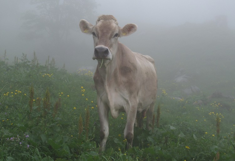Zwitserse koe in de mist