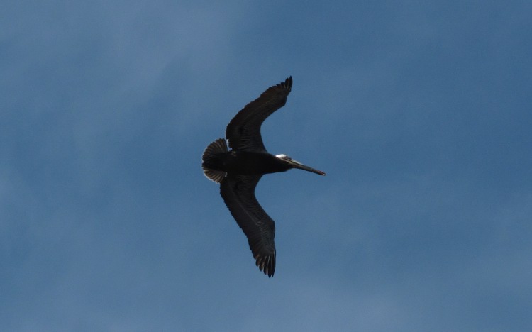 Santa Barbara Pelican