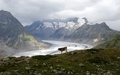 Grosser Aletschgletscher met koe