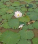 Velden met lotusbloemen