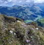 Edelweiss, Alpen-Aster