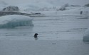 Zeehond tussen het ijs