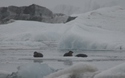 Zeehonden op ijs