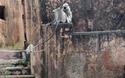 Jaigarh Fort: aapjes