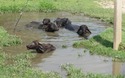 Badende buffels