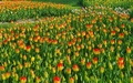 Morges: Fête de la Tulipe