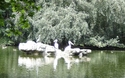 Overbelichte pelikanen