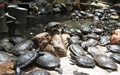 Schildpadden bij de Thean Hou Temple