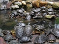 Schildpadden bij de Thean Hou Temple