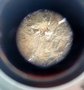 Steenbok door de telescoop