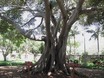 121 jaar oude vijgenboom
