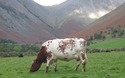 Bruin-witte koe