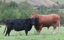 Zwarte koe, bruine stier